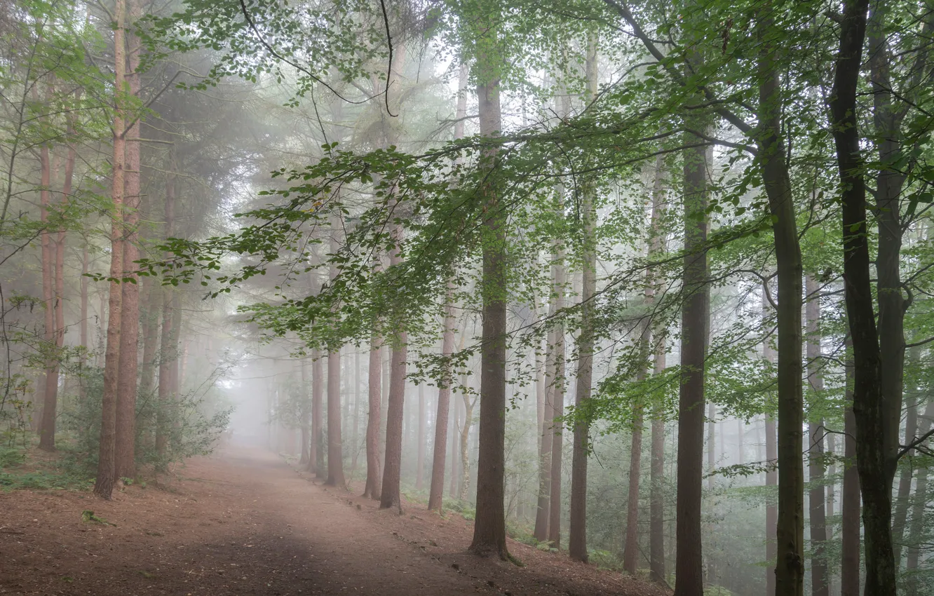 Photo wallpaper road, forest, trees, fog