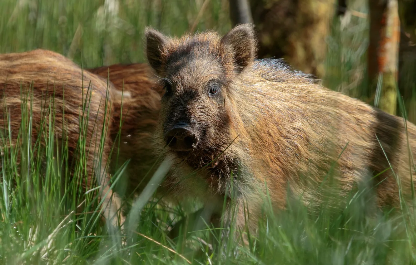 Photo wallpaper forest, summer, grass, look, face, background, baby, pig