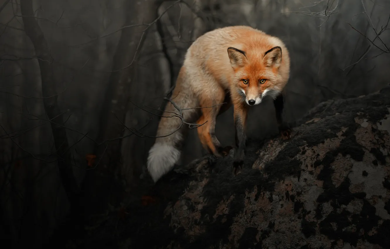 Photo wallpaper forest, look, branches, pose, the dark background, Fox, red, Fox
