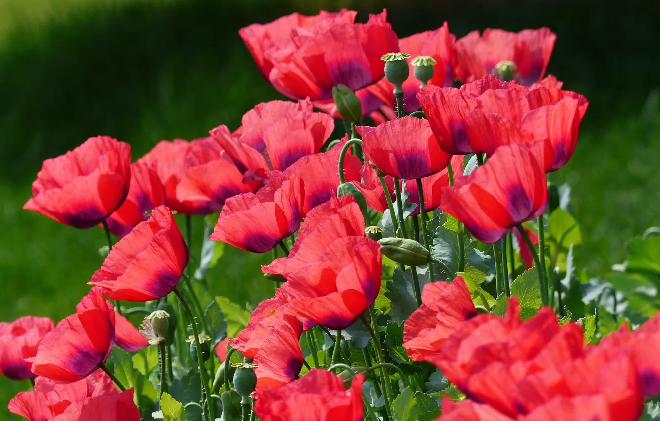 Photo wallpaper field, nature, Maki, petals, meadow