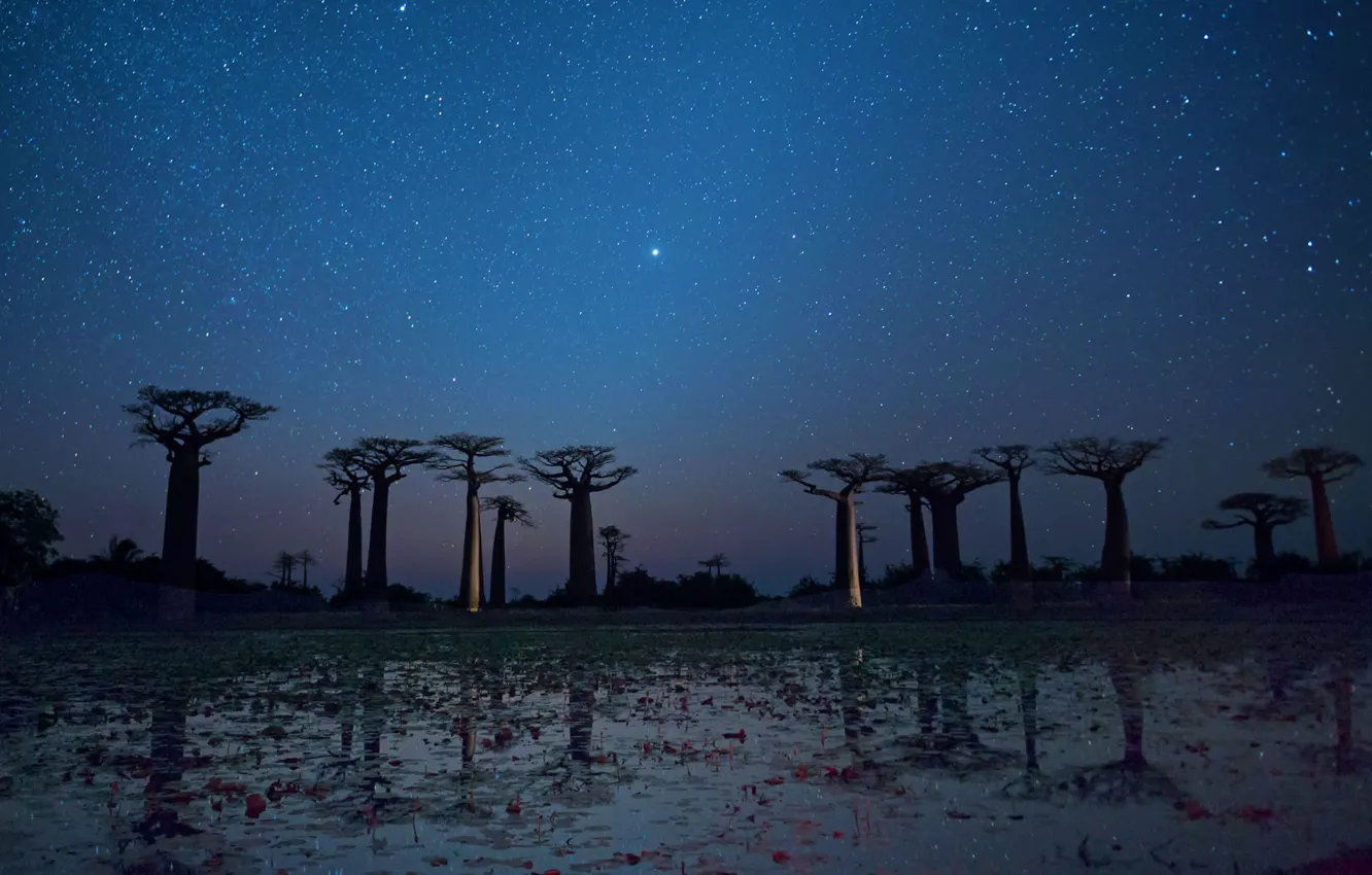 Photo wallpaper stars, trees, night, reflection, baobab, Madagascar, Manab