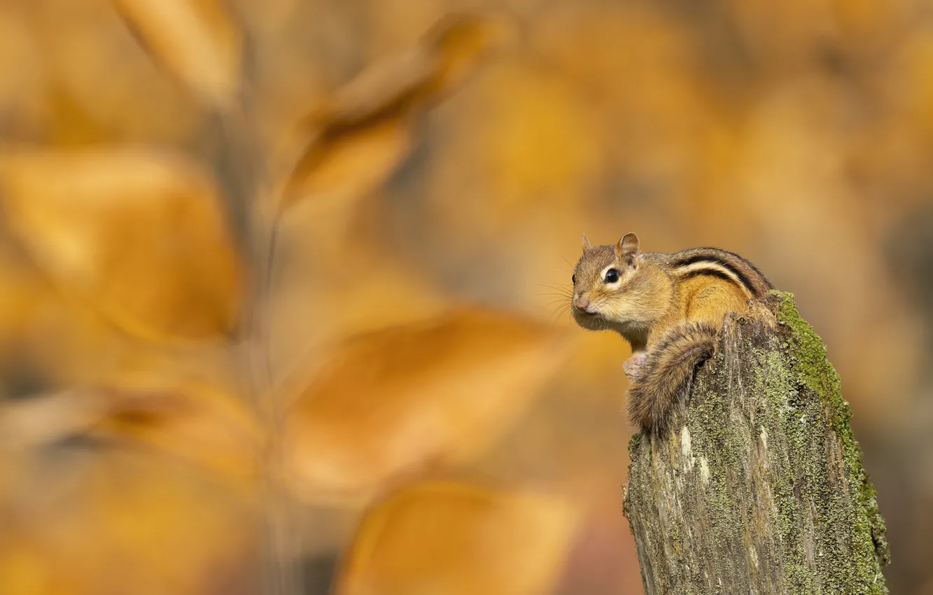 Photo wallpaper autumn, nature, foliage, stump, Chipmunk, yellow background, bokeh, rodent