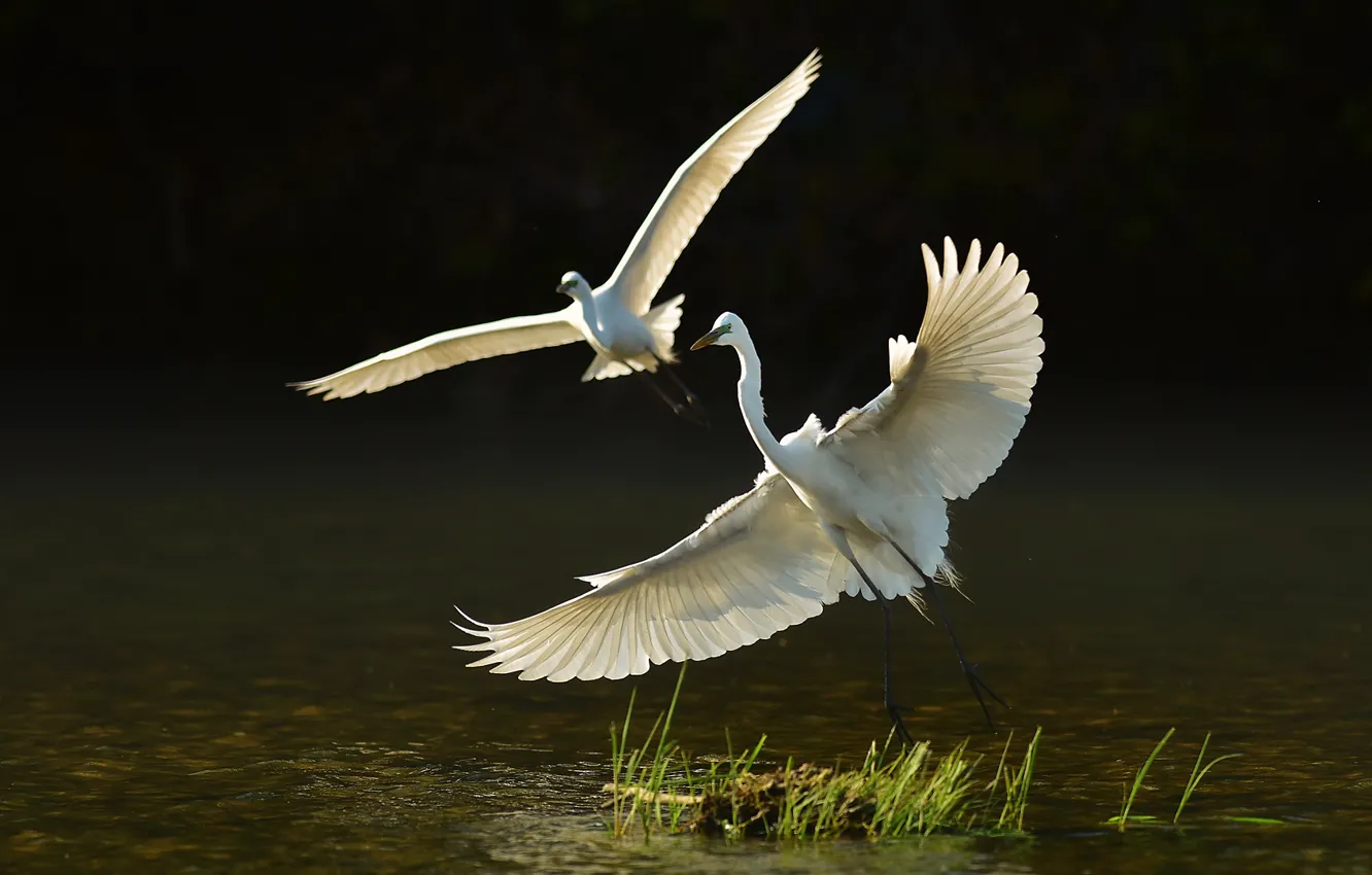 Photo wallpaper grass, water, lake, bird, two, white, the rise, Heron