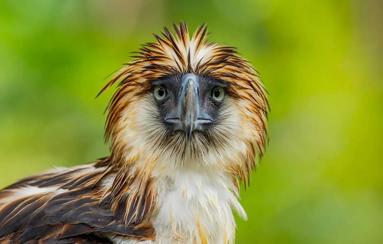 Photo wallpaper nature, bird, Philippine Eagle