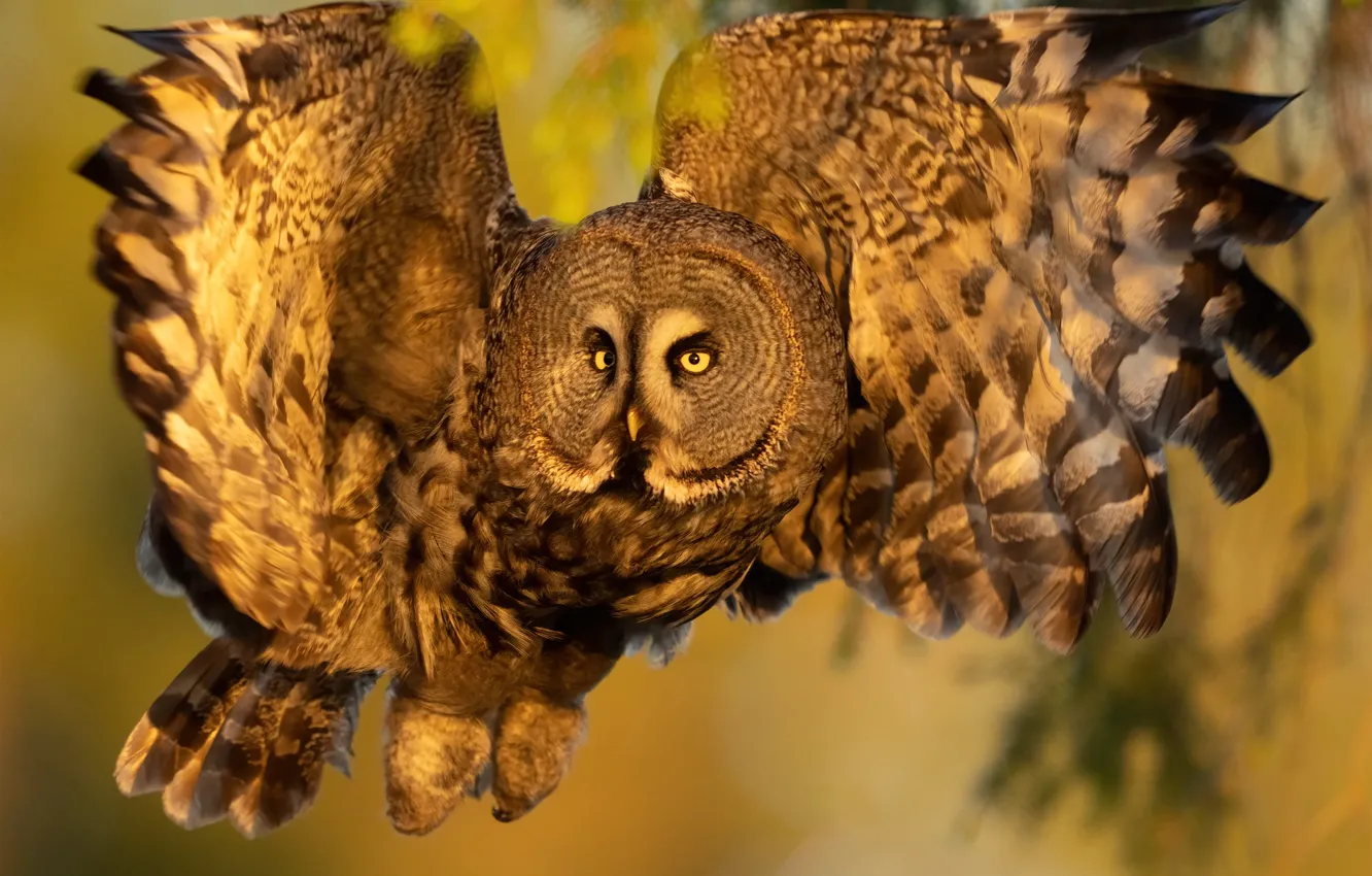 Photo wallpaper look, light, flight, pose, owl, bird, feathers, yellow background