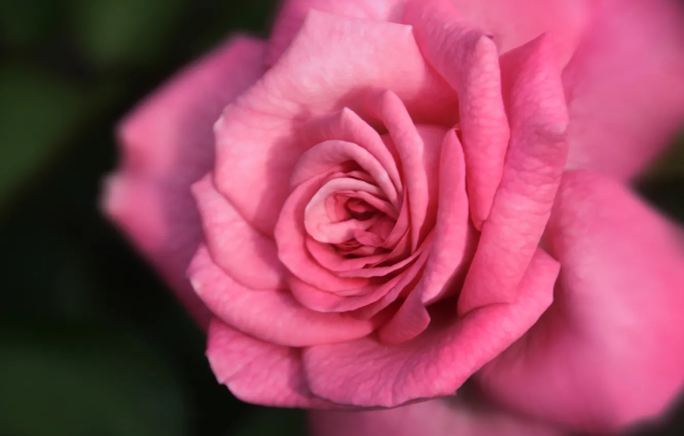 Photo wallpaper macro, flowers, the dark background, roses, petals, pink, blur
