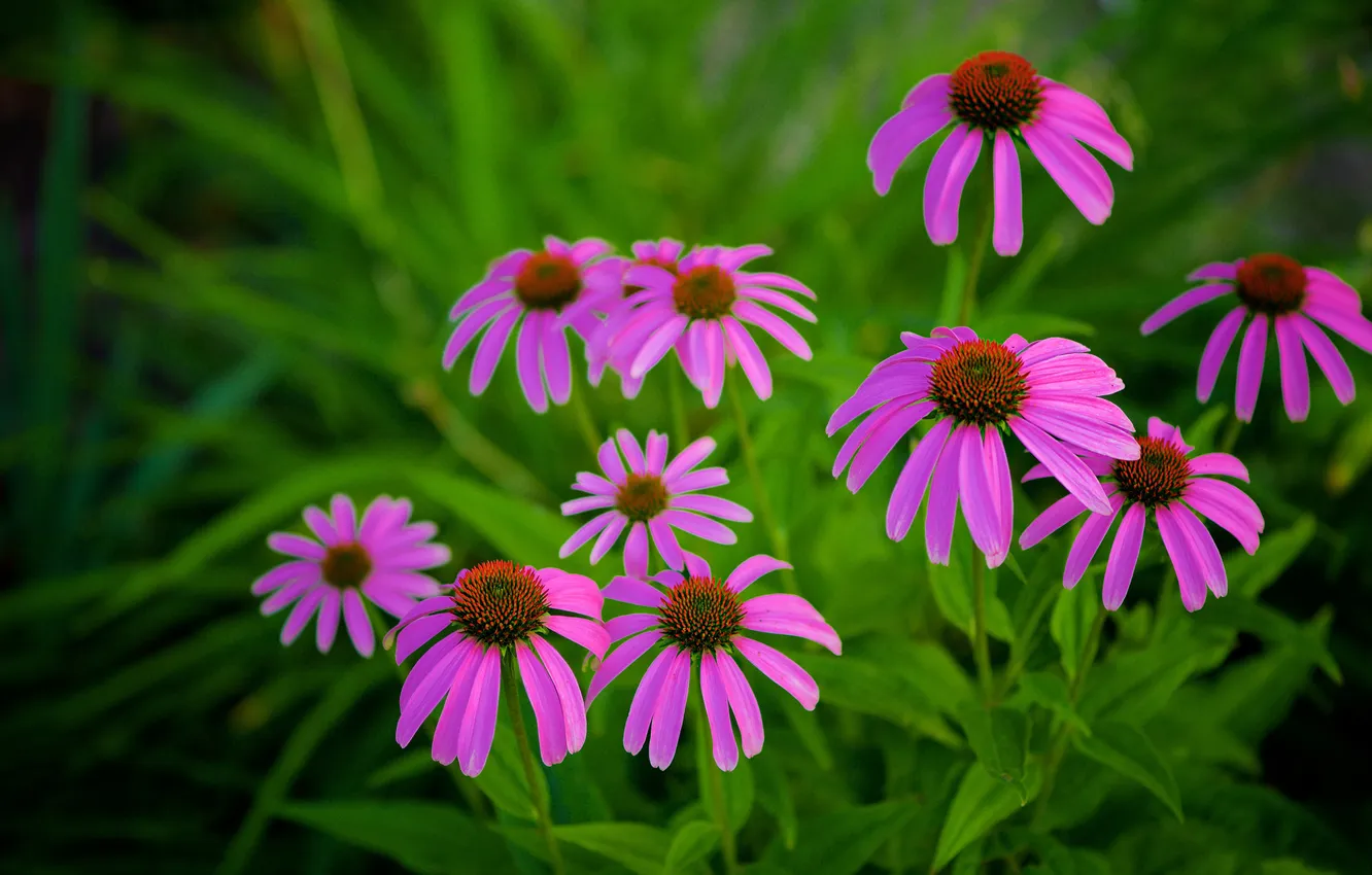 Photo wallpaper greens, summer, leaves, flowers, Bush, garden, pink, lilac