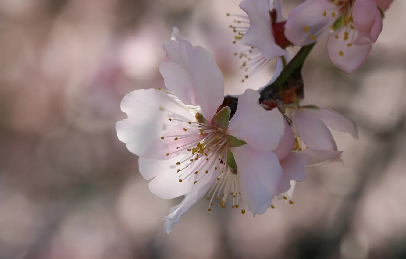 Photo wallpaper light, flowers, branches, spring, Apple, flowering, bokeh, in bloom