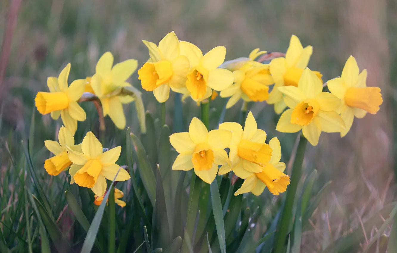 Photo wallpaper flowers, yellow, spring, daffodils