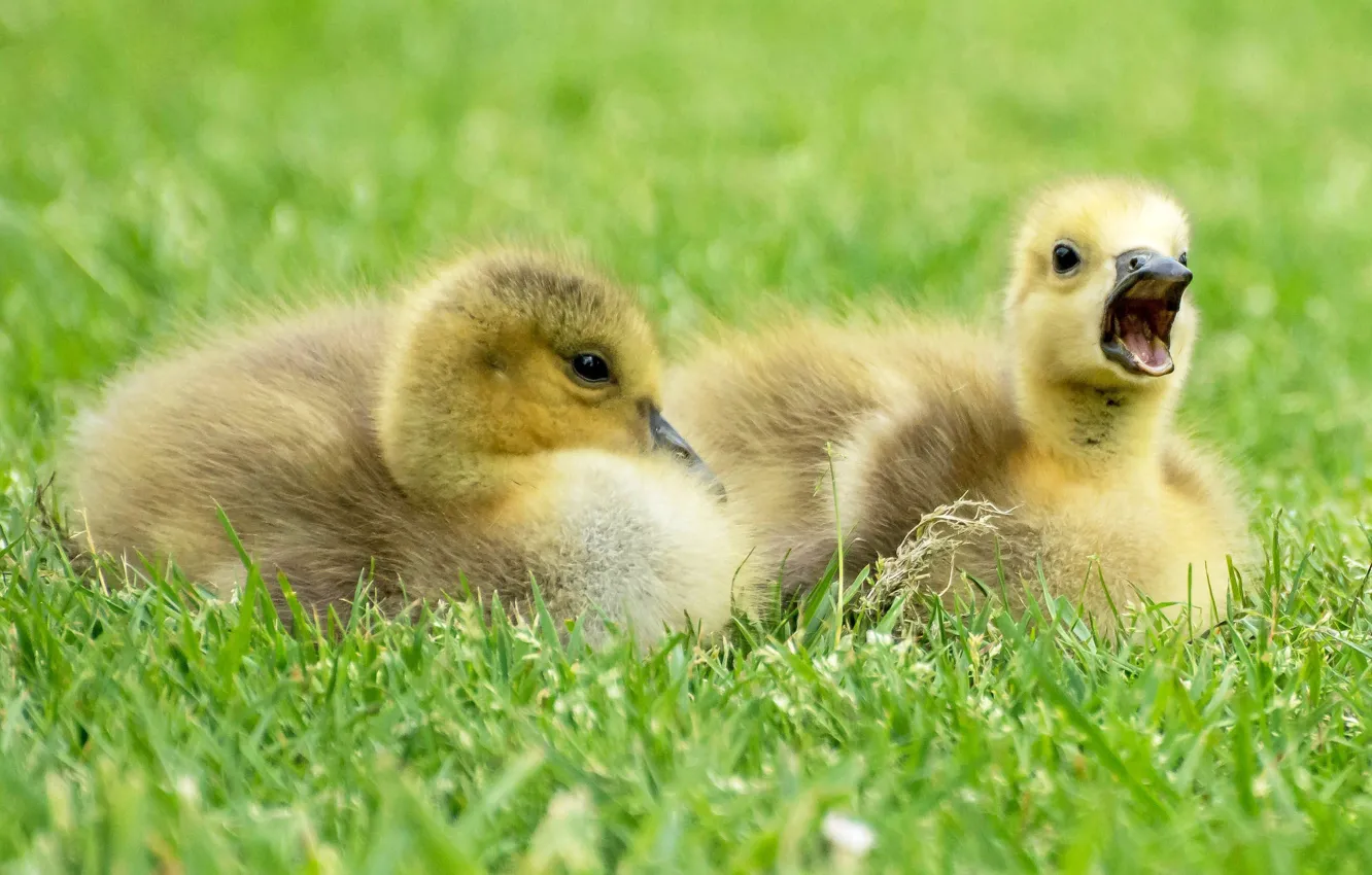 Photo wallpaper yellow, young, Chicks, feathers, the goslings