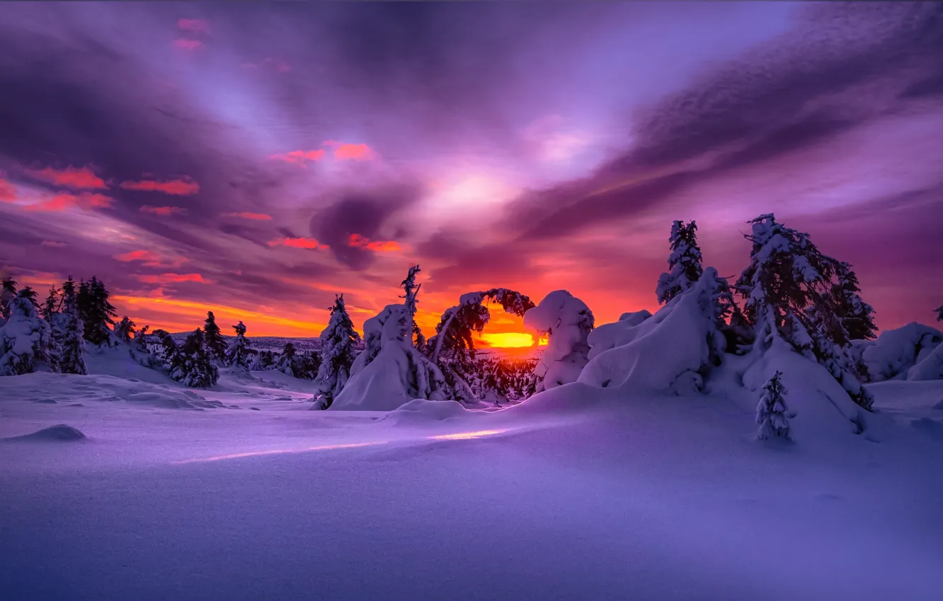 Photo wallpaper winter, forest, snow, nature, dawn