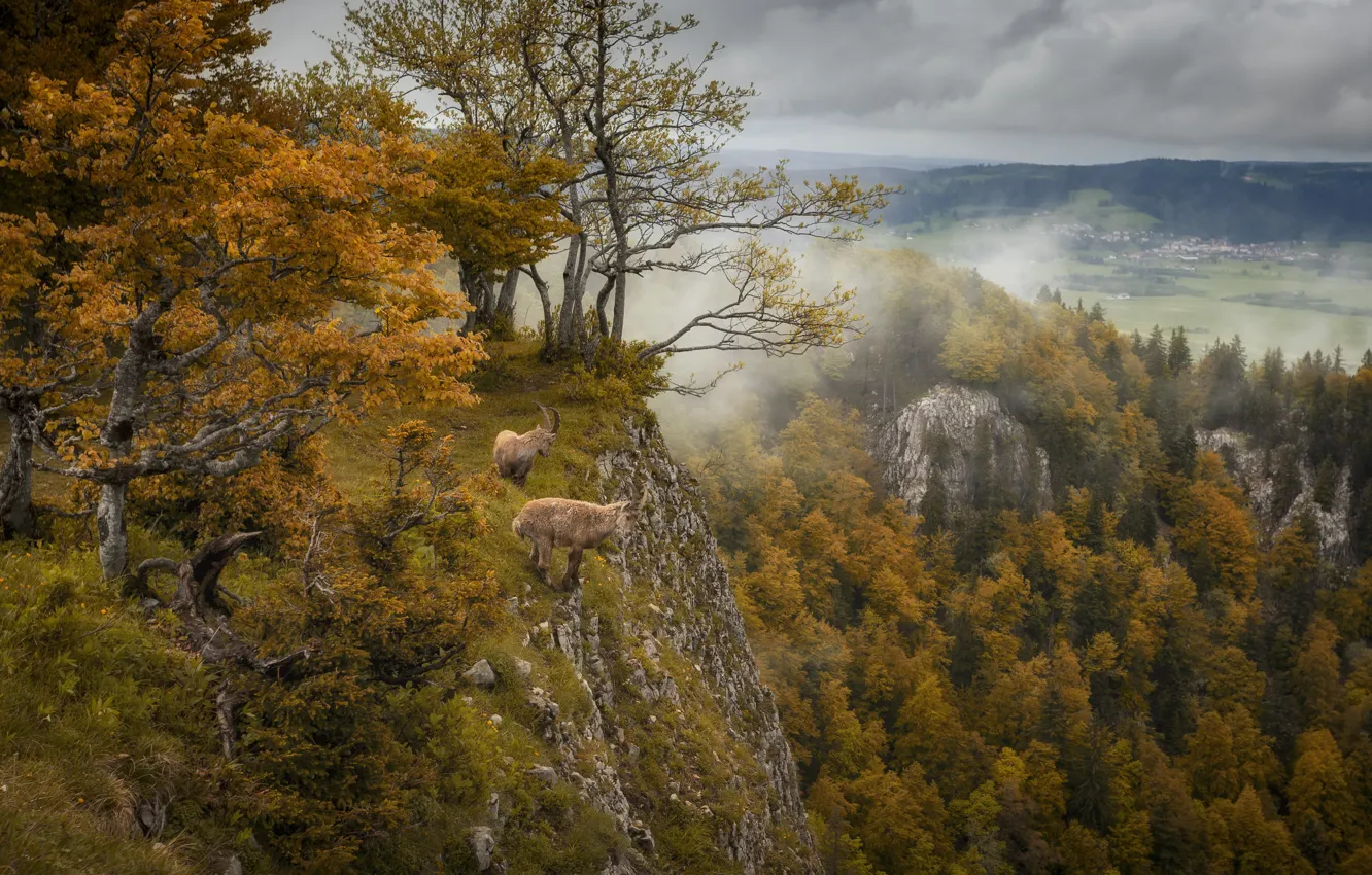 Photo wallpaper autumn, forest, landscape, nature, fog, rocks, animal, goat