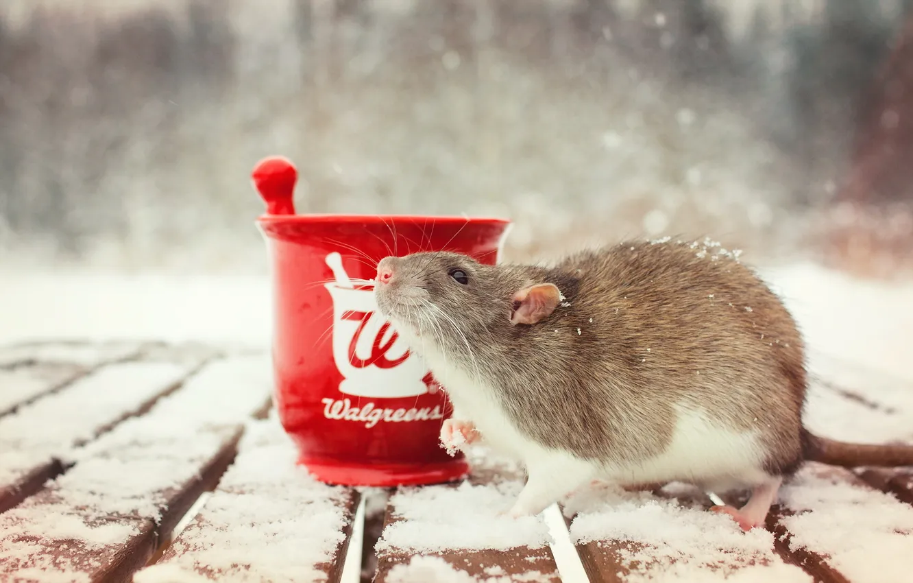 Photo wallpaper background, Cup, rat
