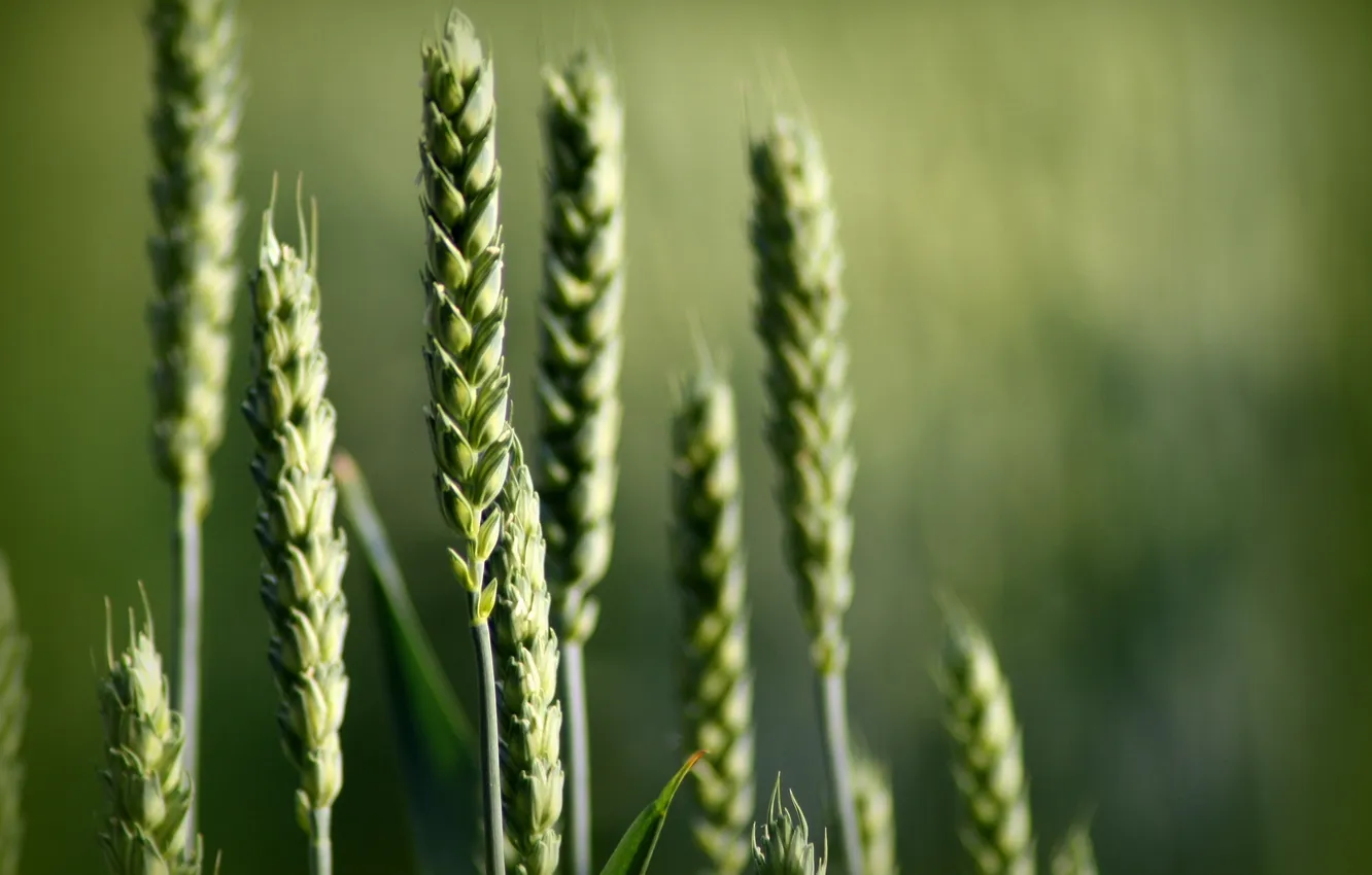 Photo wallpaper nature, Wallpaper, rye