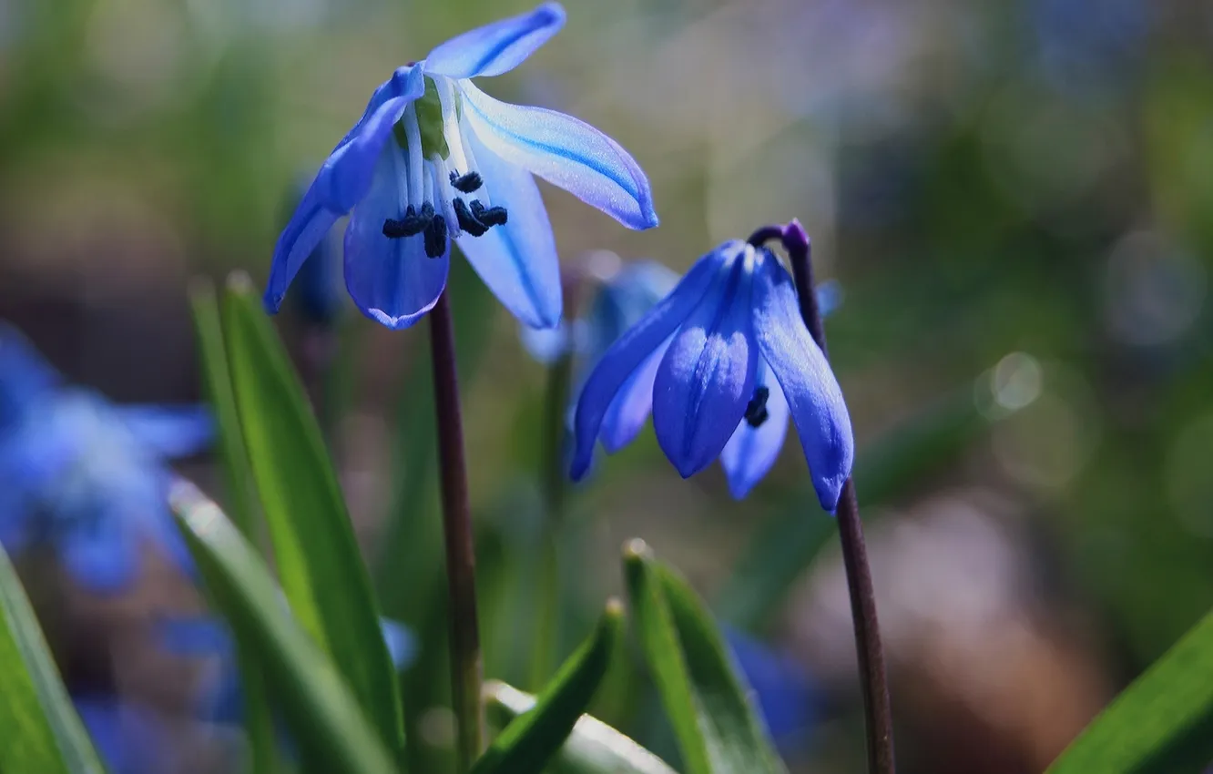 Photo wallpaper grass, macro, flowers, blue, nature, spring, snowdrops
