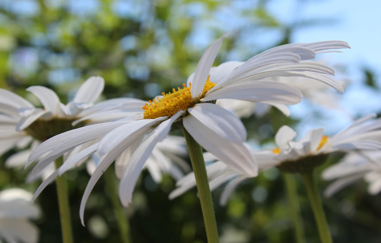 Photo wallpaper summer, flowers, chamomile, petals