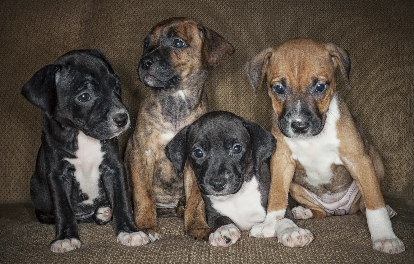 Photo wallpaper each, dog, puppy