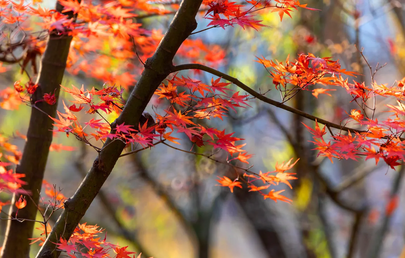 Photo wallpaper autumn, light, branches, tree, foliage, red, maple, bokeh