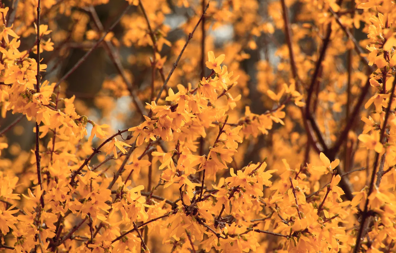 Spring Twigs Wallpaper flower, spring, twigs for mobile and desktop, section природа ...