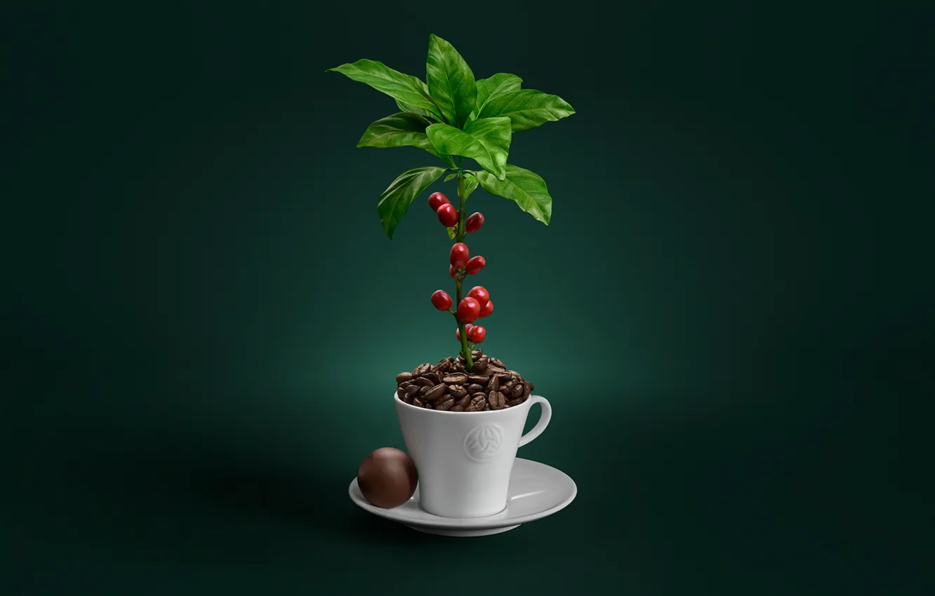 Photo wallpaper plant, coffee, grain, mug, saucer