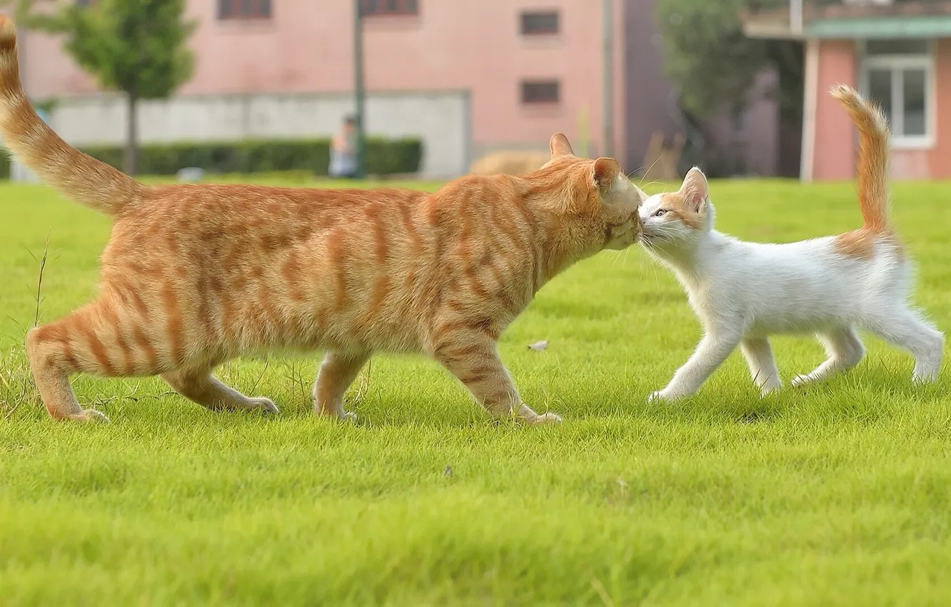 Photo wallpaper cat, cat, kitty, familiarity