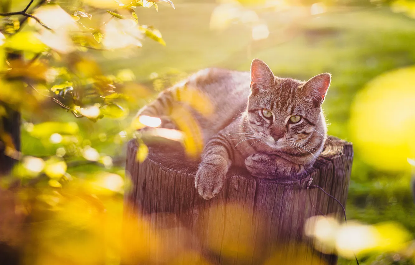 Photo wallpaper cat, cat, look, stump, bokeh