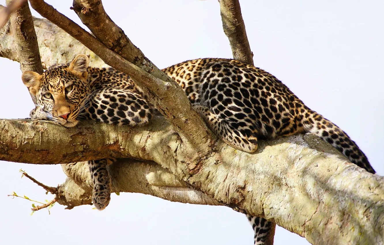 Photo wallpaper look, tree, stay, predator, leopard