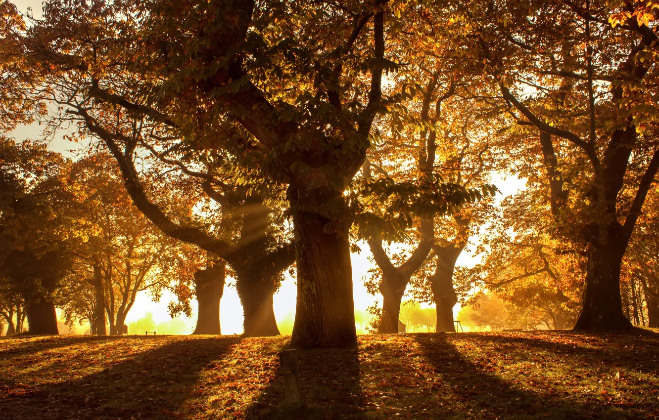 Photo wallpaper autumn, forest, leaves, the sun, rays, light, trees, branches