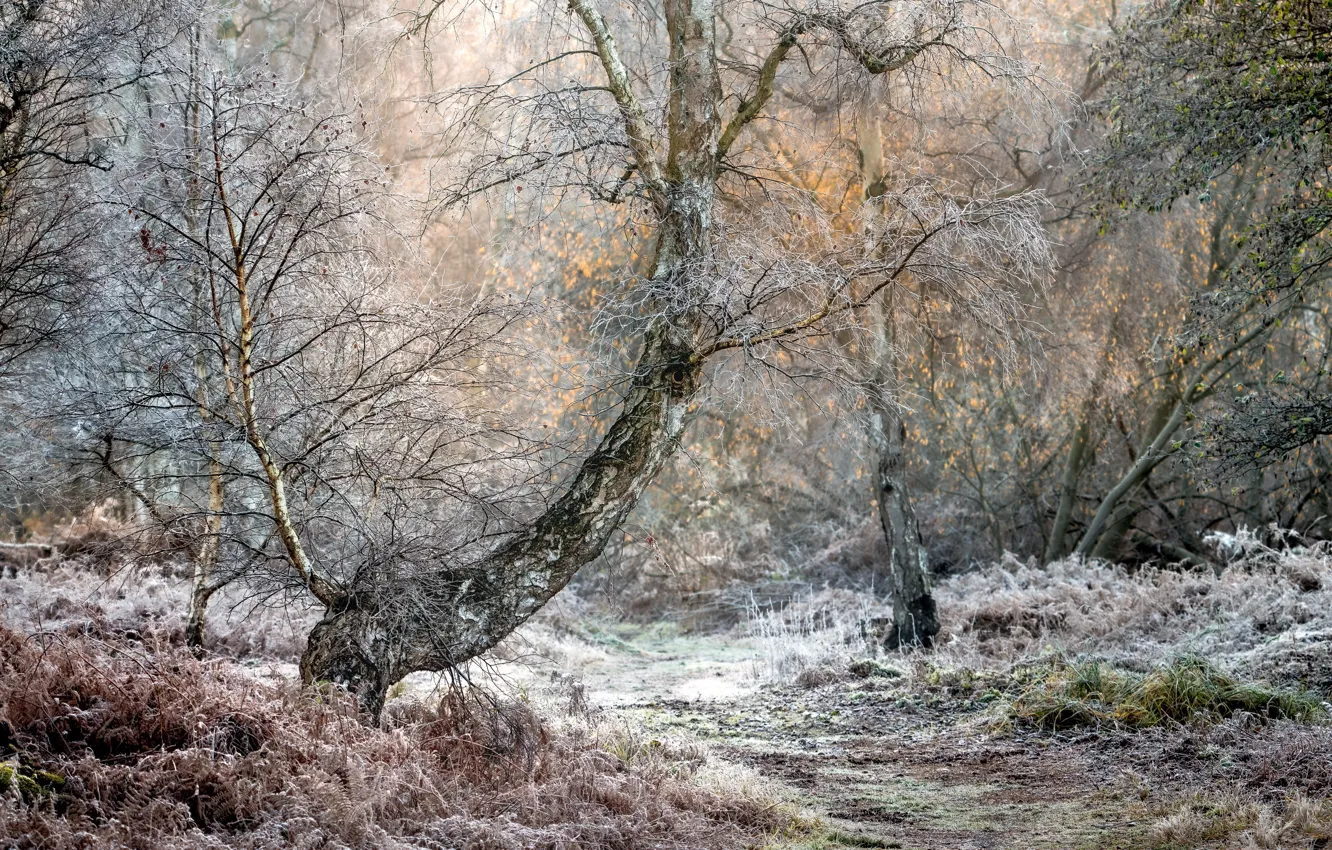 Photo wallpaper autumn, forest, nature
