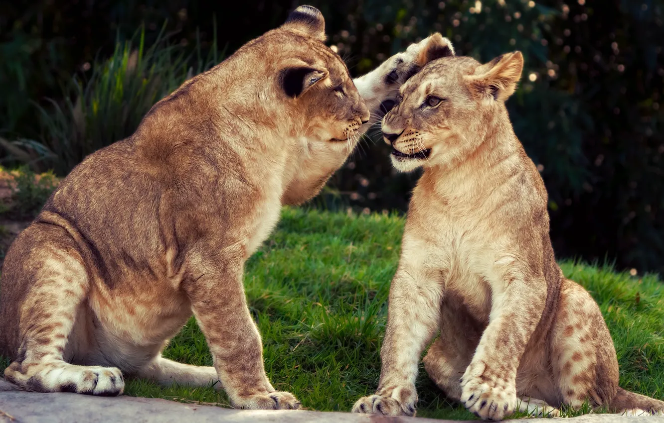 Photo wallpaper cat, summer, grass, look, face, pose, the game, Leo