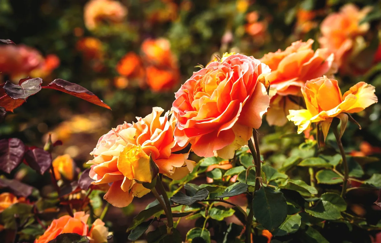 Photo wallpaper flowers, background, orange roses