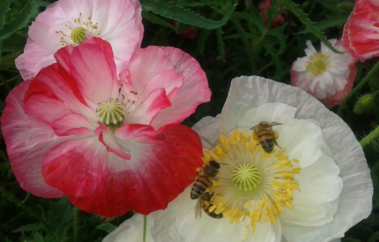 Photo wallpaper bee, Maki, bee, White poppy, White poppy, Red poppy, Red poppy