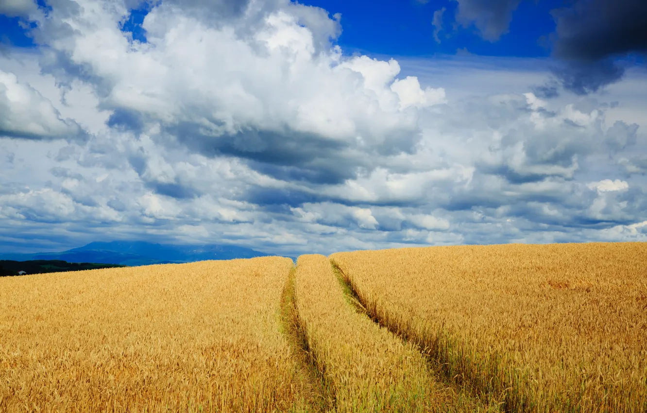 Photo wallpaper field, the sky, clouds, nature