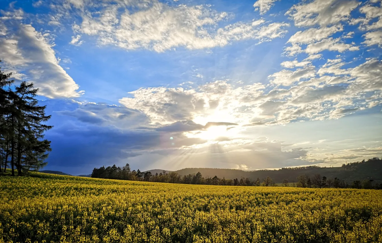 Photo wallpaper field, the sky, clouds, trees, rape