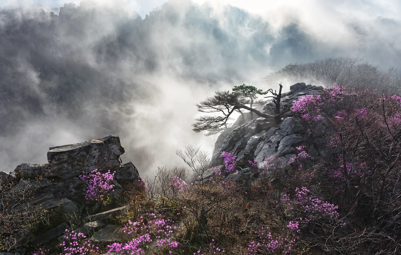 Photo wallpaper trees, landscape, mountains, nature, fog, stones, rocks, shrubs