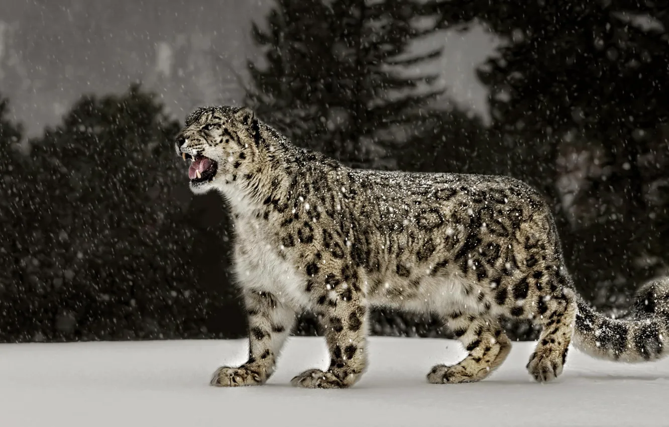 Photo wallpaper snow, leopard, Snow Leopard
