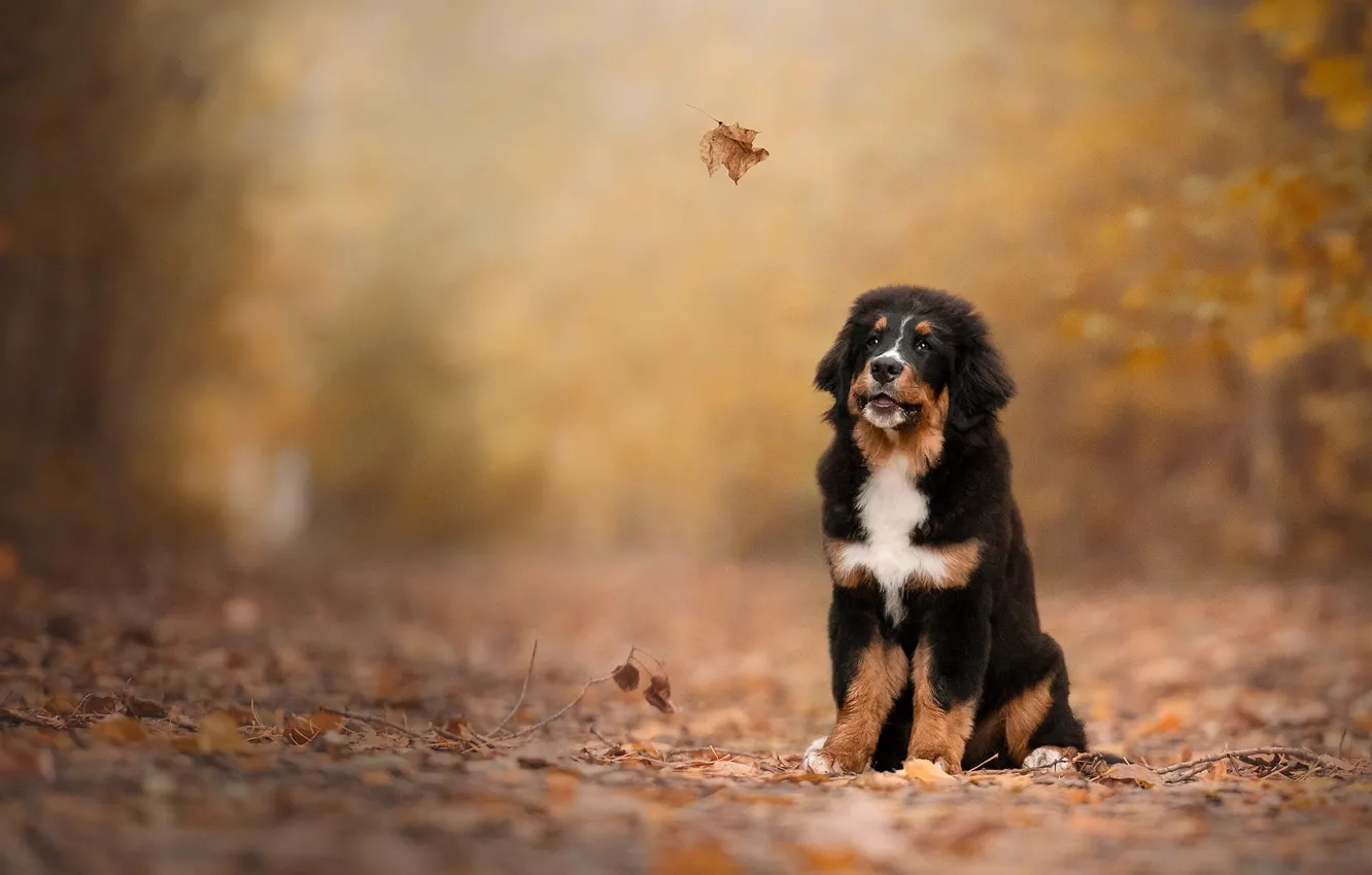 Photo wallpaper autumn, Park, dog, puppy, falling leaves, autumn leaves, Bernese mountain dog, autumn leaf