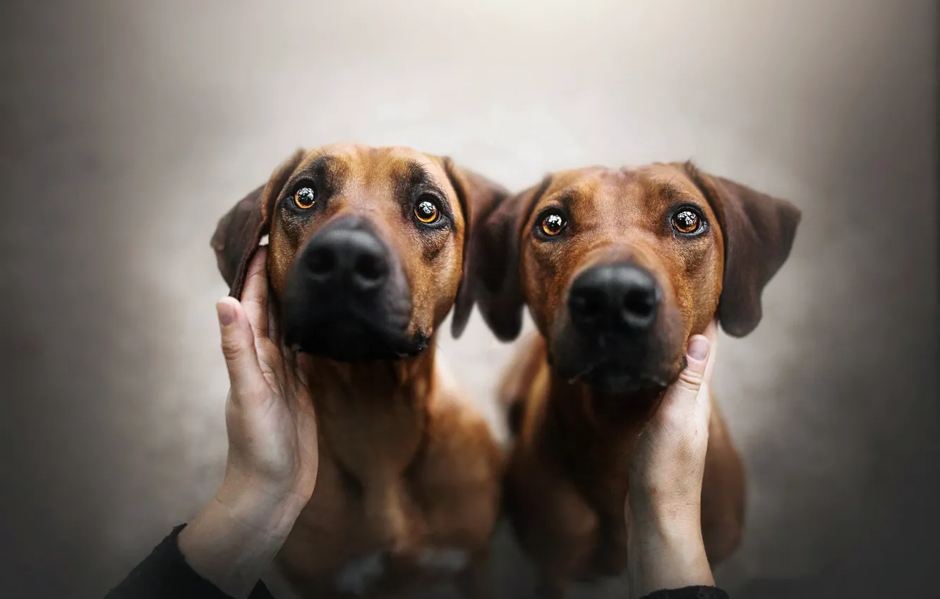 Photo wallpaper dogs, people, friends