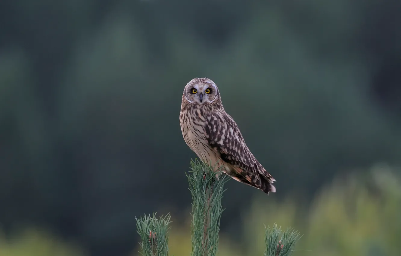 Photo wallpaper owl, branch, pine