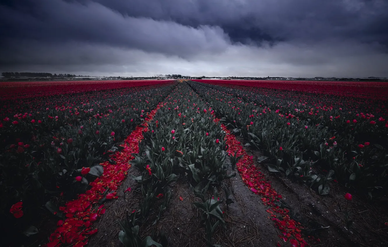 Photo wallpaper field, the sky, flowers, clouds, spring, dal, petals, tulips