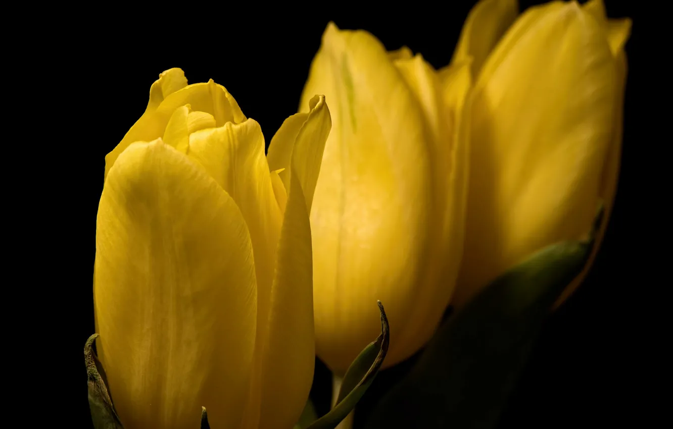 Photo wallpaper flowers, background, tulips