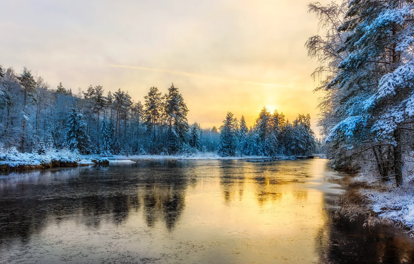 Photo wallpaper winter, frost, forest, the sky, the sun, light, snow, yellow