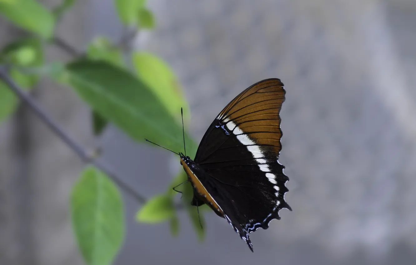 Photo wallpaper leaves, microsemi, butterfly, wings, insect, beautiful, closeup