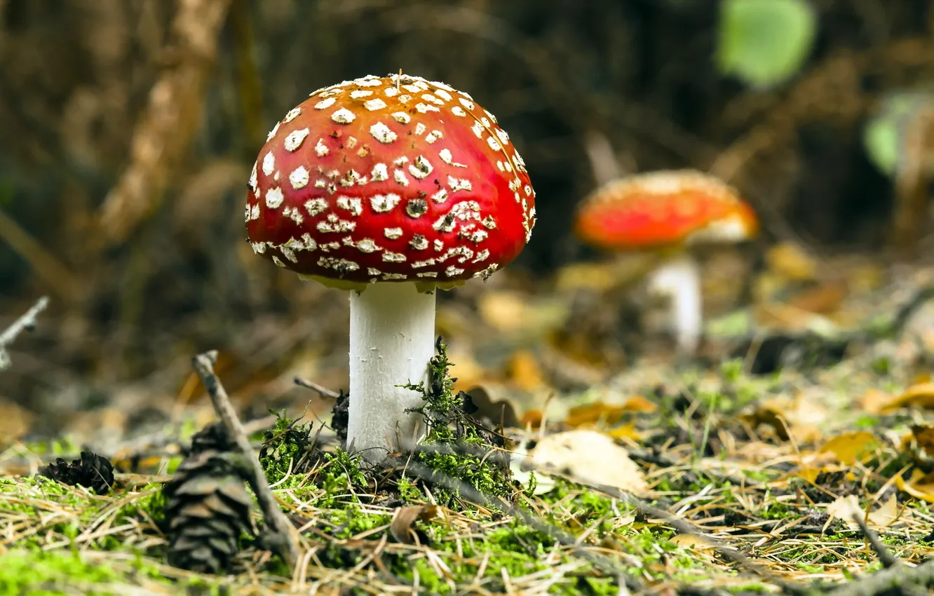 Photo wallpaper forest, nature, mushrooms