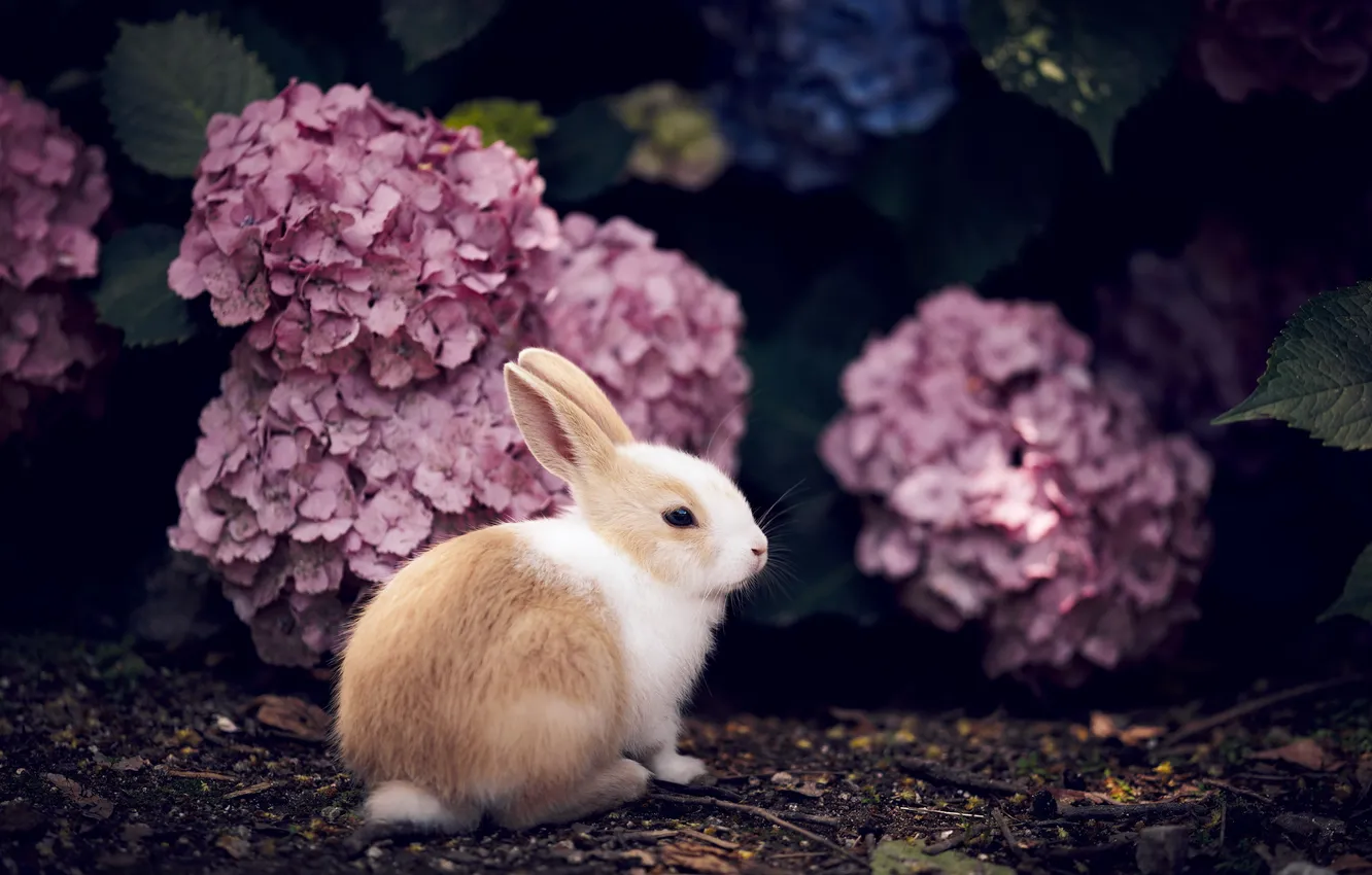 Photo wallpaper nature, background, rabbit