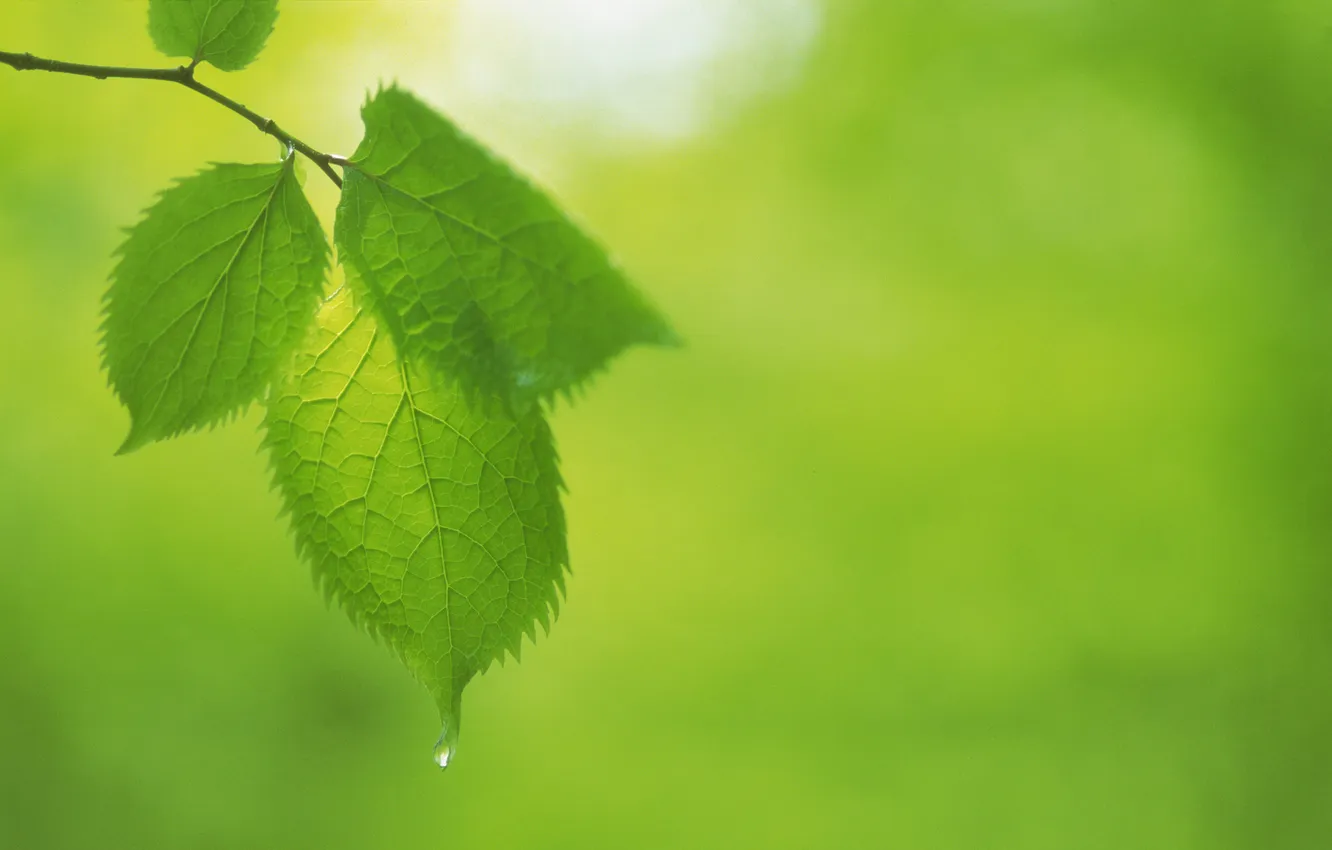 Photo wallpaper summer, leaves, green, leaves