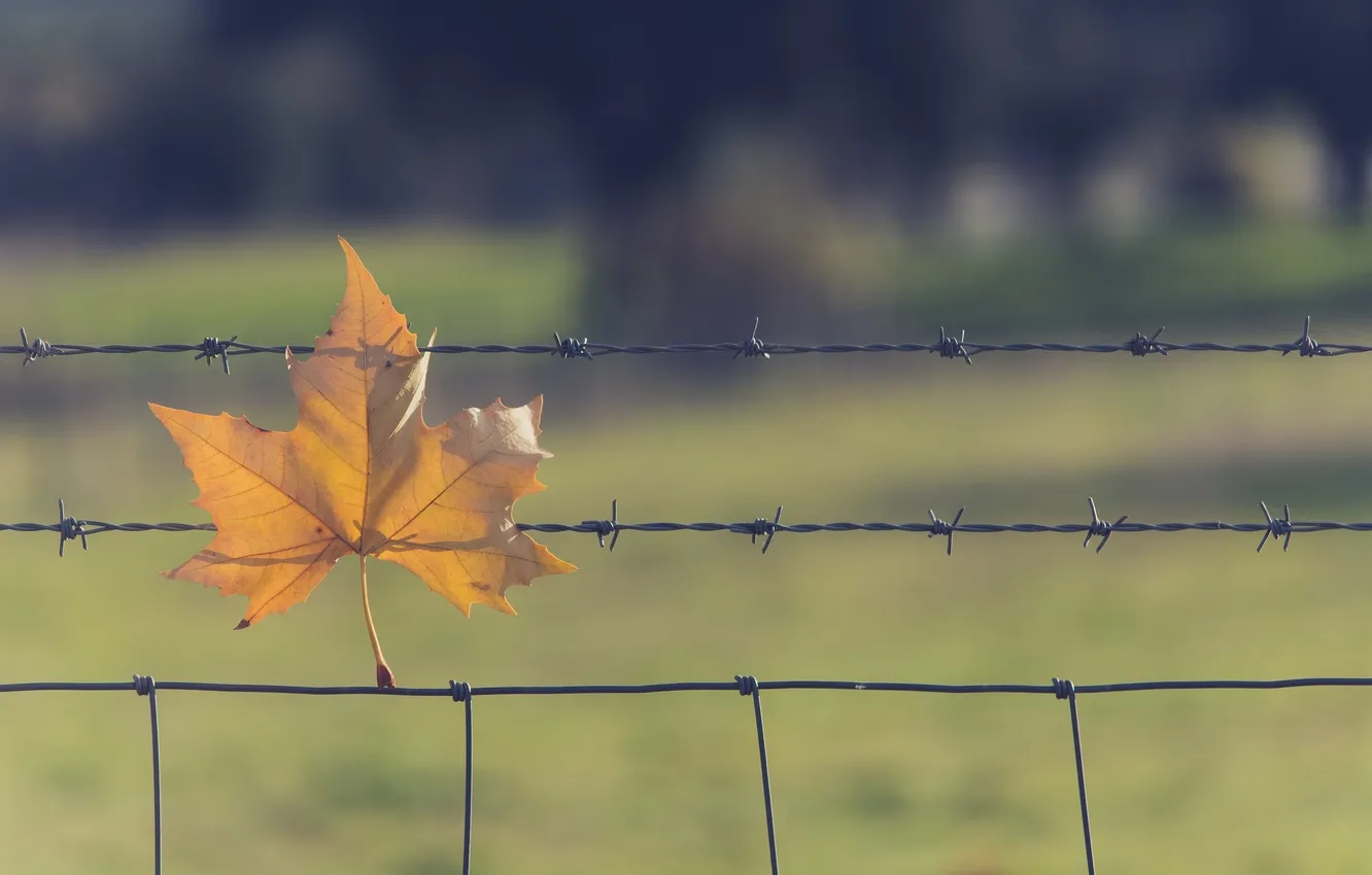 Photo wallpaper autumn, macro, leaf, barbed wire