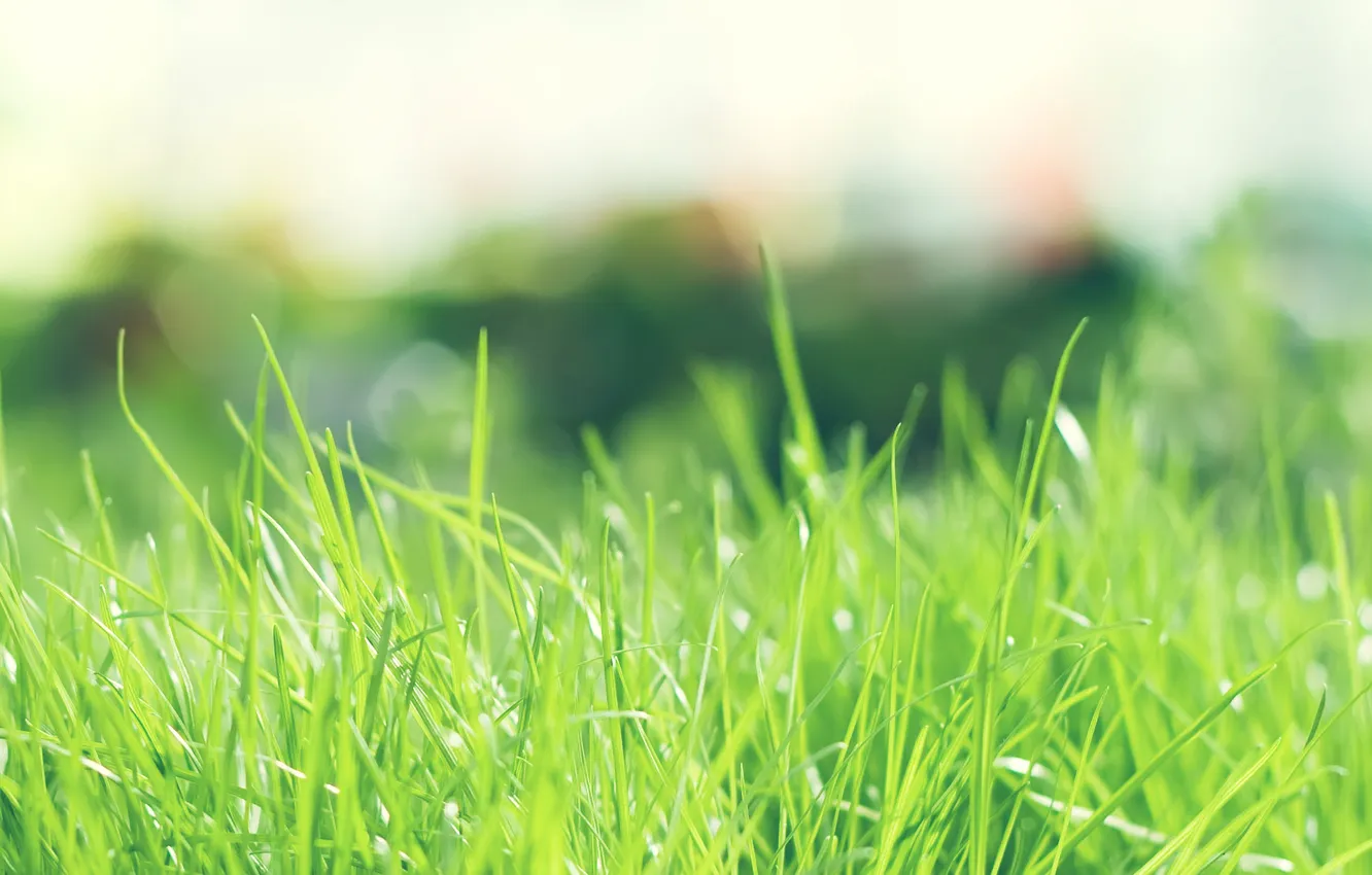 Photo wallpaper greens, summer, grass, the sun, nature, day