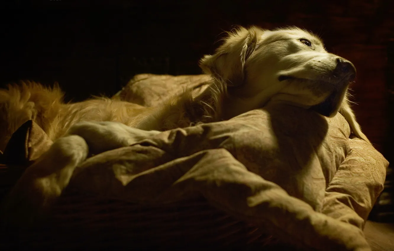 Photo wallpaper comfort, home, dog