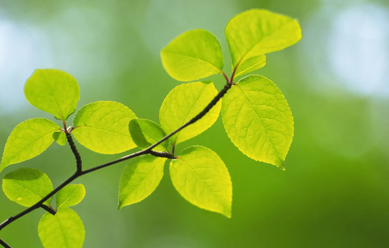 Photo wallpaper greens, leaves, macro, branches, nature, green, green, color